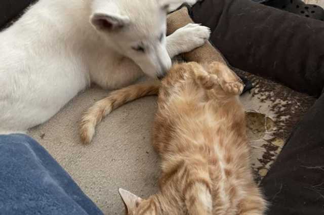 The Sunnyside Sisters Bed and Breakfast / Clarksville VA / Kitties