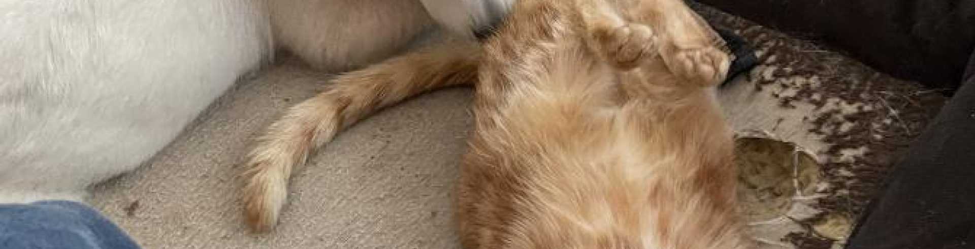 Sunnyside White Swiss Shepherds / Clarksville VA / Kitties