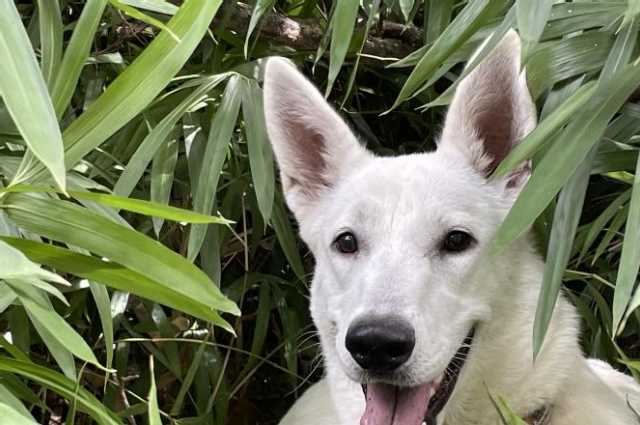 The Sunnyside Sisters Bed and Breakfast / Clarksville VA / Playing hide and seek