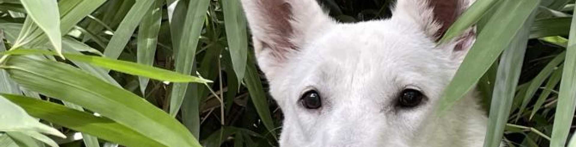 Sunnyside White Swiss Shepherds / Clarksville VA / Playing hide and seek