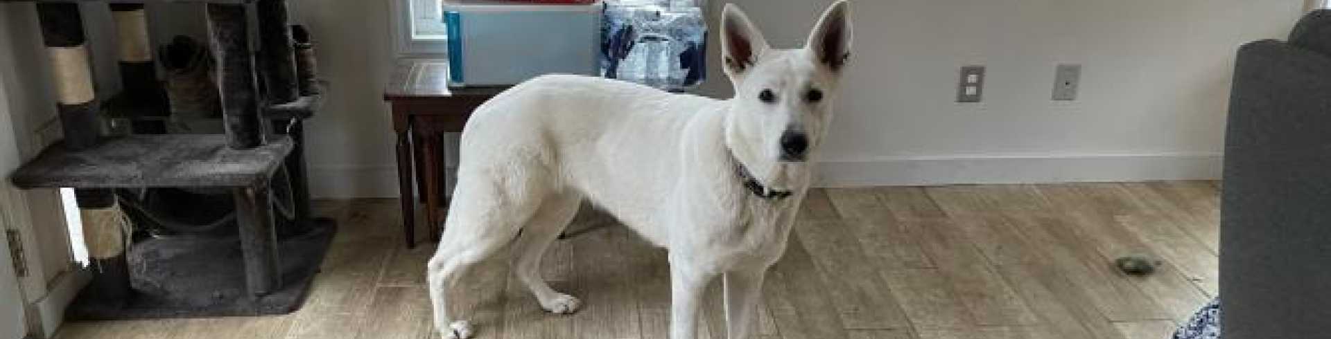 Sunnyside White Swiss Shepherds / Clarksville VA / 3-1