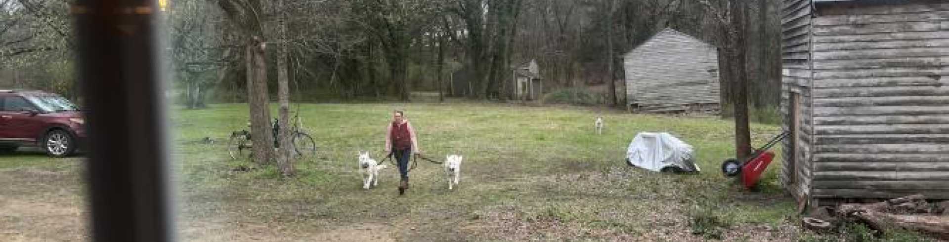 Sunnyside White Swiss Shepherds / Clarksville VA / Morning routine