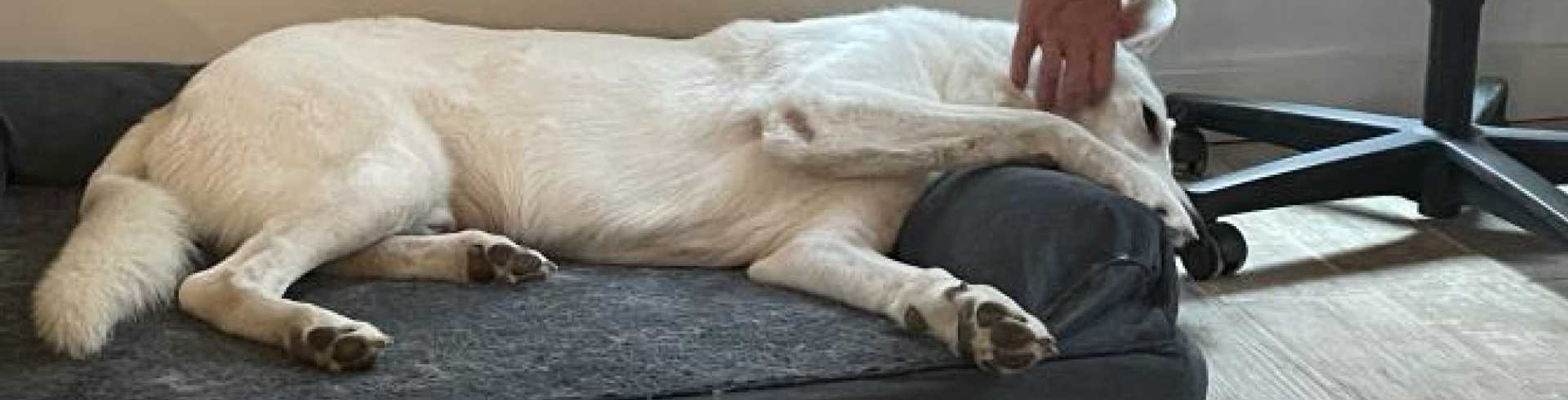 Sunnyside White Swiss Shepherds / Clarksville VA / Lazy rainy Saterday afternoon