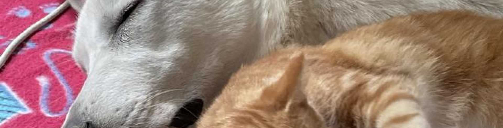 Sunnyside White Swiss Shepherds / Clarksville VA /