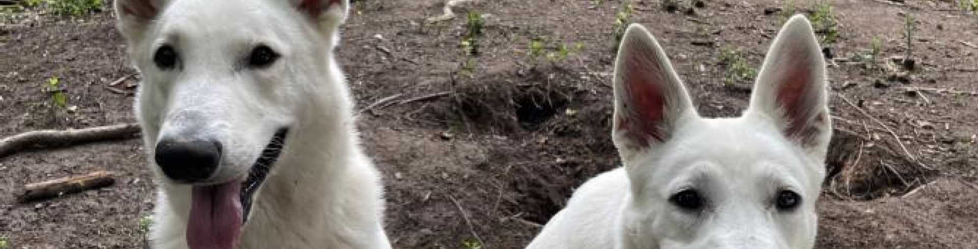 Sunnyside White Swiss Shepherds / Clarksville VA /