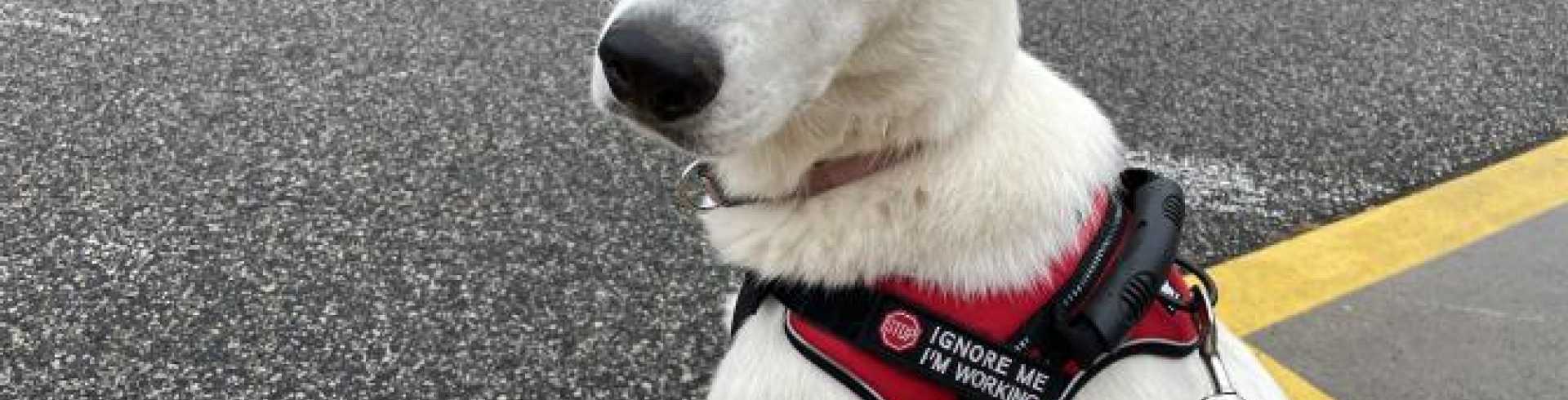 Sunnyside White Swiss Shepherds / Clarksville VA /