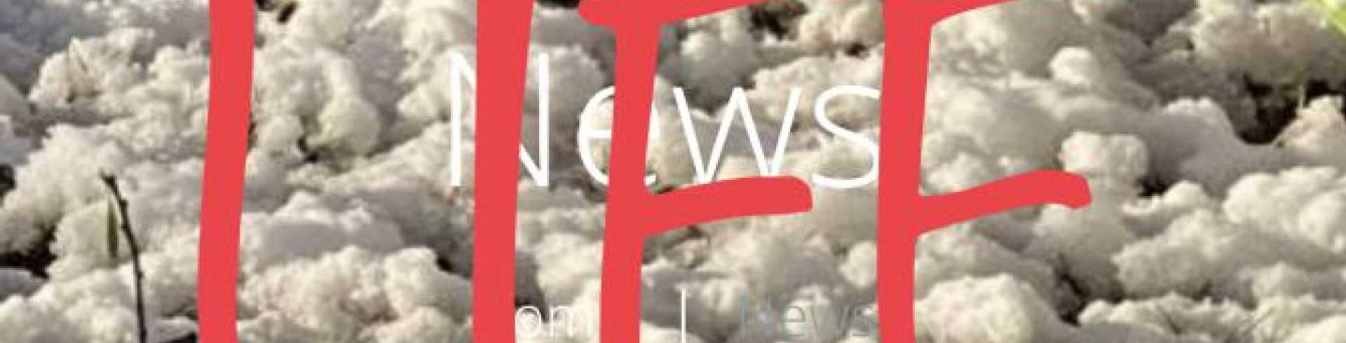 Sunnyside White Swiss Shepherds / Clarksville VA / Website is LIFE