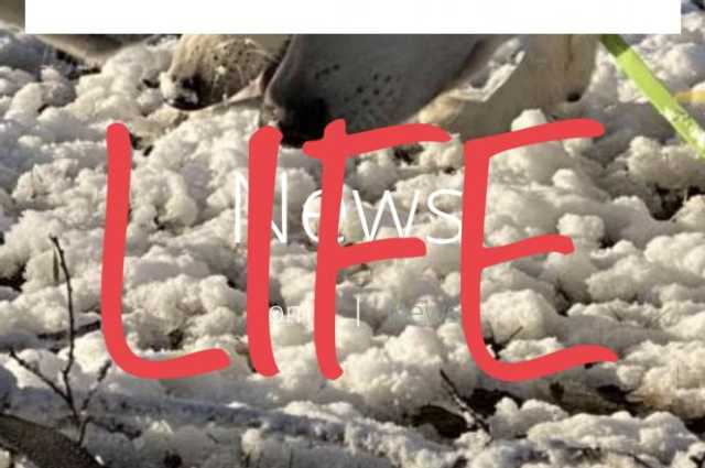 The Sunnyside Sisters Bed and Breakfast / Clarksville VA / Website is LIFE