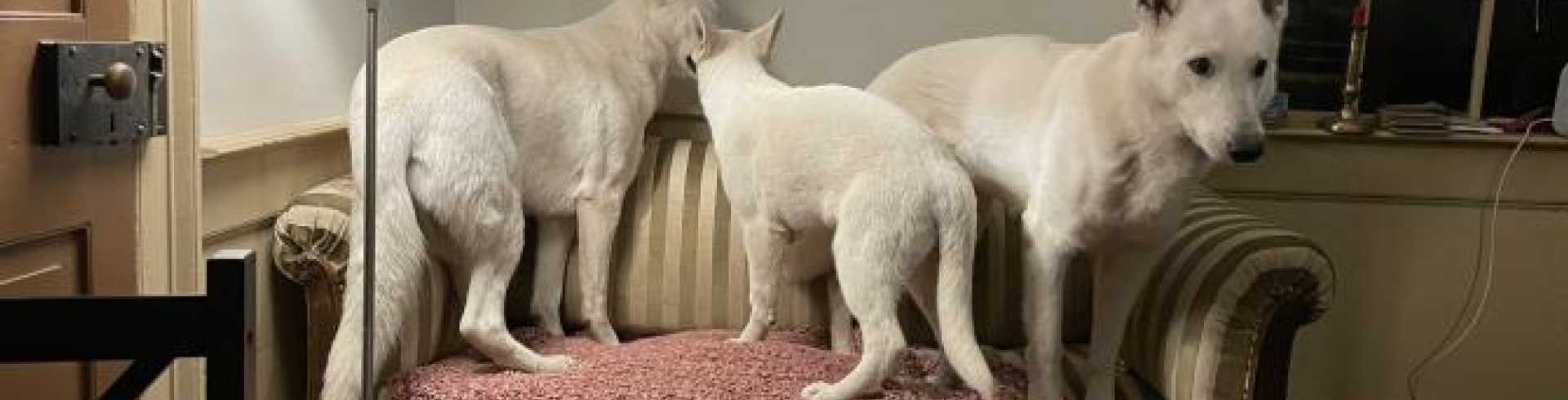 Sunnyside White Swiss Shepherds / Clarksville VA /