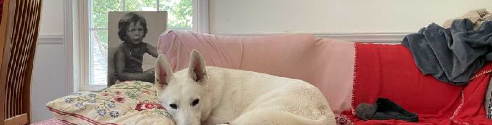 Sunnyside White Swiss Shepherds / Clarksville VA /