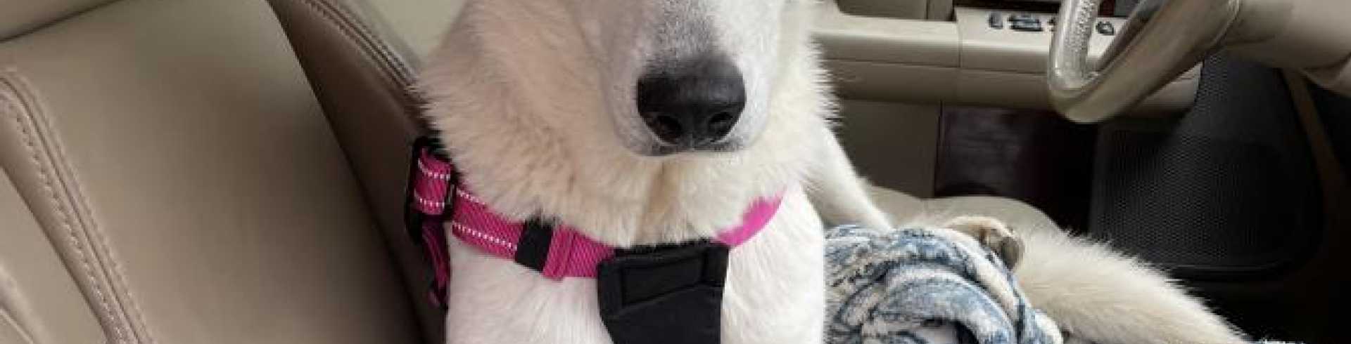 Sunnyside White Swiss Shepherds / Clarksville VA /