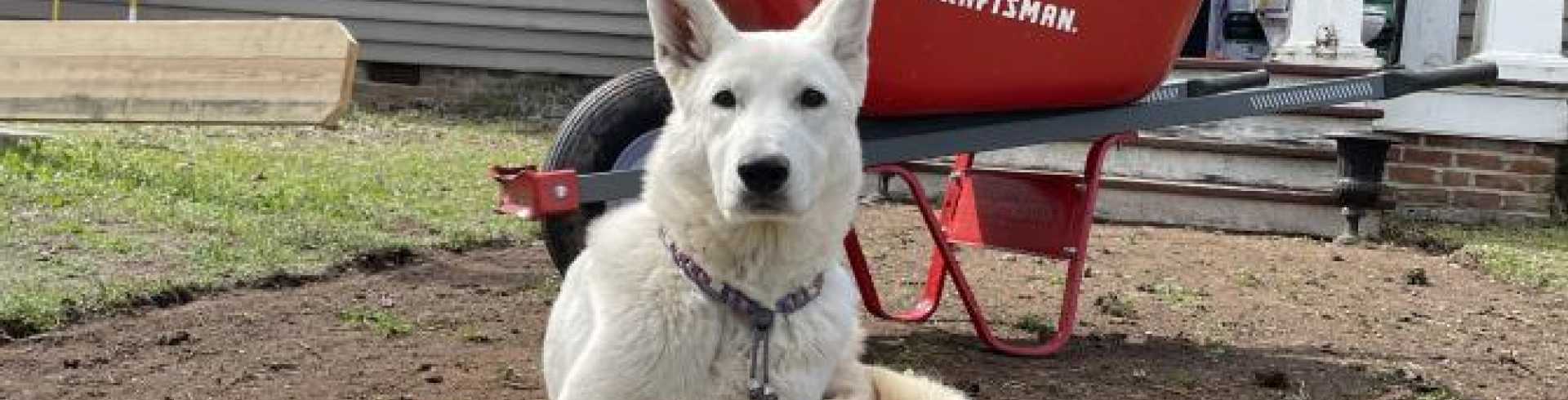 Sunnyside White Swiss Shepherds / Clarksville VA /