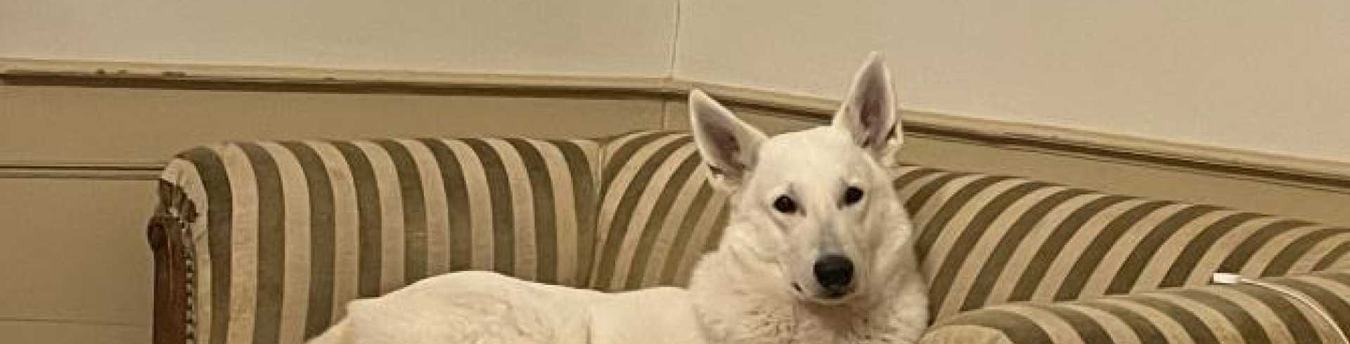 Sunnyside White Swiss Shepherds / Clarksville VA /