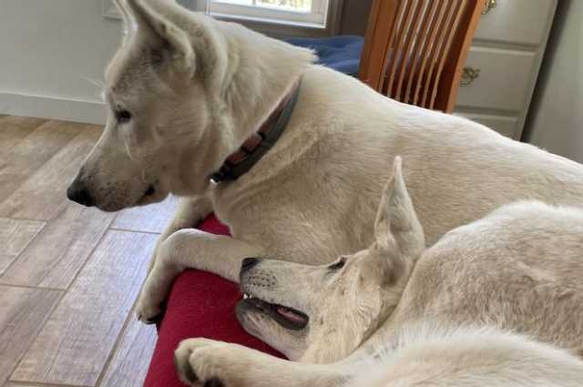 The Sunnyside Sisters Bed and Breakfast / Clarksville VA / Silly Jane