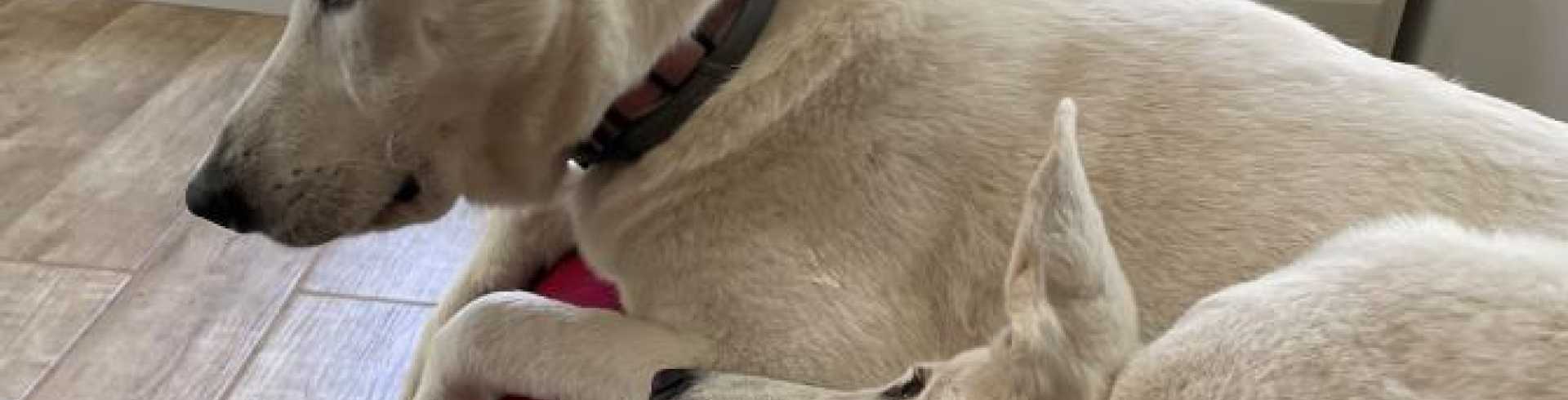 Sunnyside White Swiss Shepherds / Clarksville VA / Silly Jane