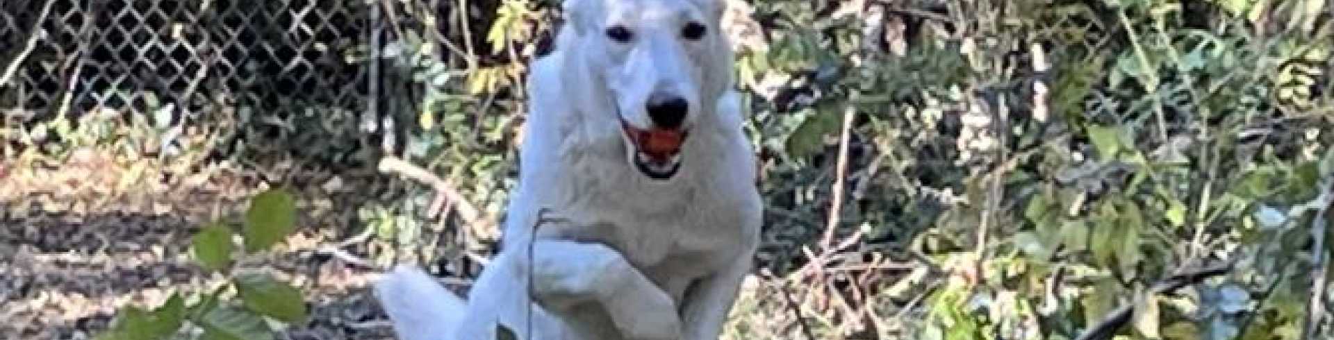 Sunnyside White Swiss Shepherds / Clarksville VA /