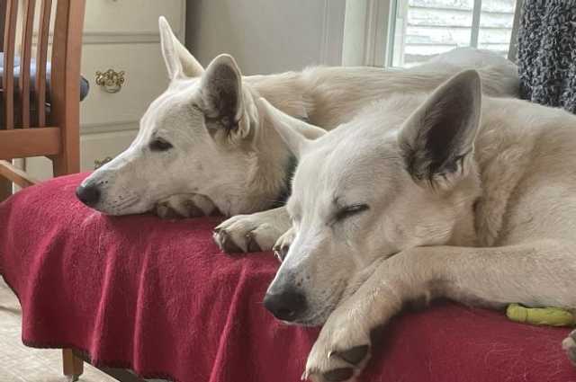 The Sunnyside Sisters Bed and Breakfast / Clarksville VA / Canine Health Summit