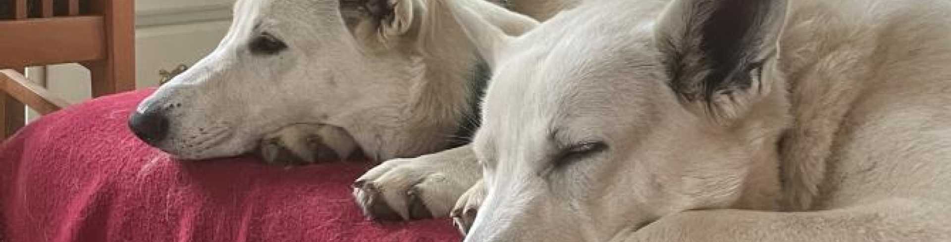 Sunnyside White Swiss Shepherds / Clarksville VA / Canine Health Summit