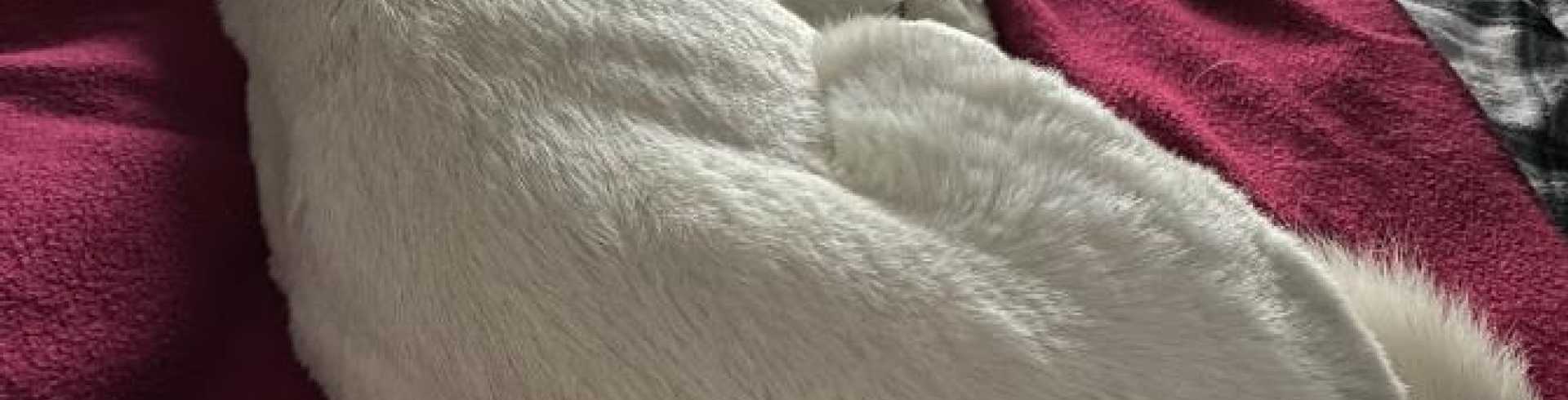 Sunnyside White Swiss Shepherds / Clarksville VA / Camping time