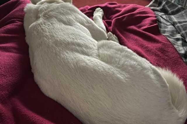 The Sunnyside Sisters Bed and Breakfast / Clarksville VA / Camping time