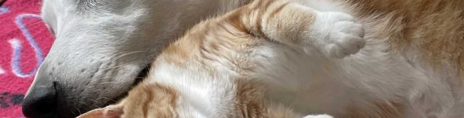 Sunnyside White Swiss Shepherds / Clarksville VA /