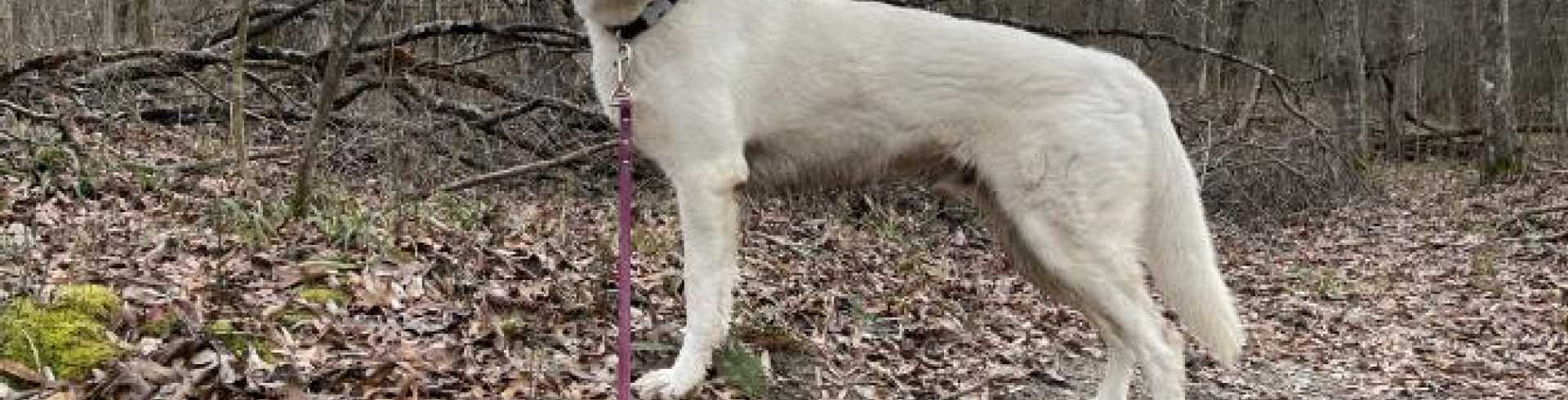 Sunnyside White Swiss Shepherds / Clarksville VA /