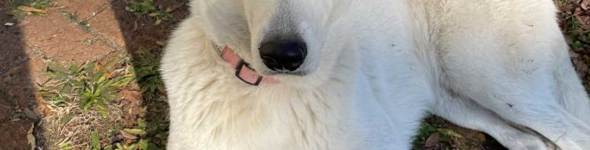 Sunnyside White Swiss Shepherds / Clarksville VA / Meeting with silent ‘partner:-))))