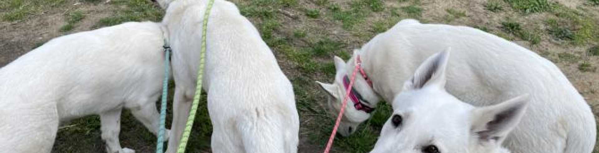 Sunnyside White Swiss Shepherds / Clarksville VA / Website under construction