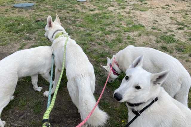 The Sunnyside Sisters Bed and Breakfast / Clarksville VA / Website under construction