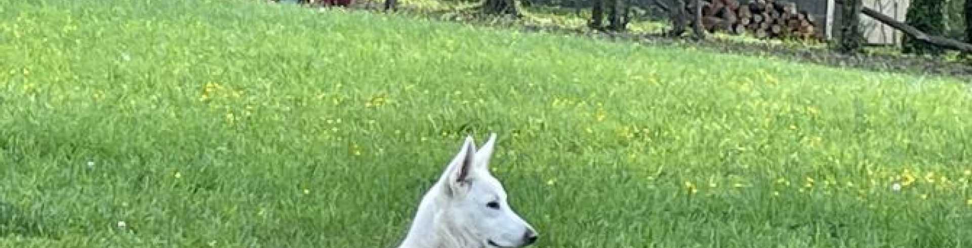 Sunnyside White Swiss Shepherds / Clarksville VA / OFA registration