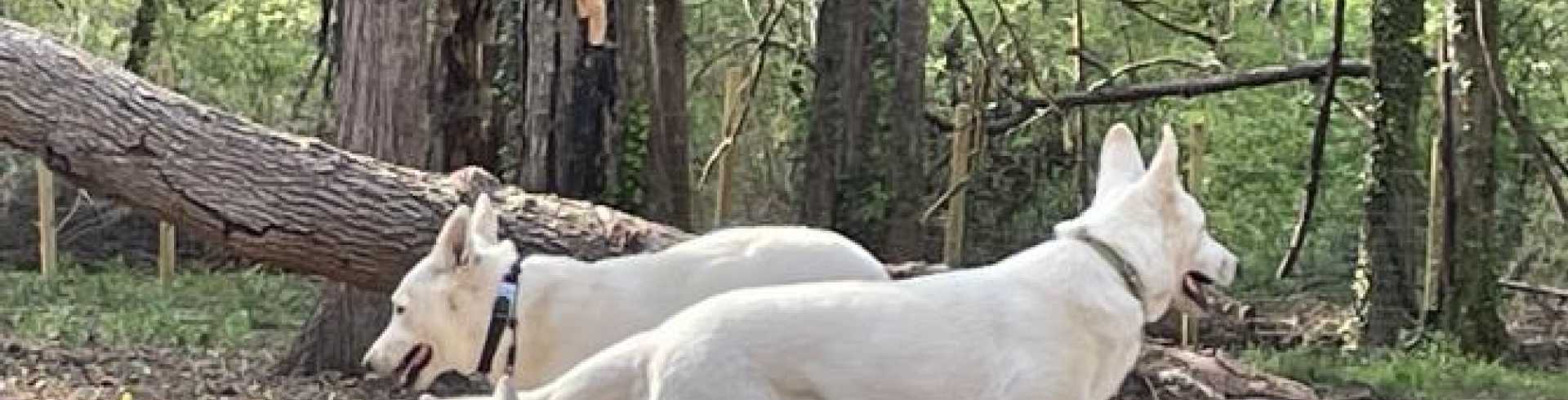 Sunnyside White Swiss Shepherds / Clarksville VA /