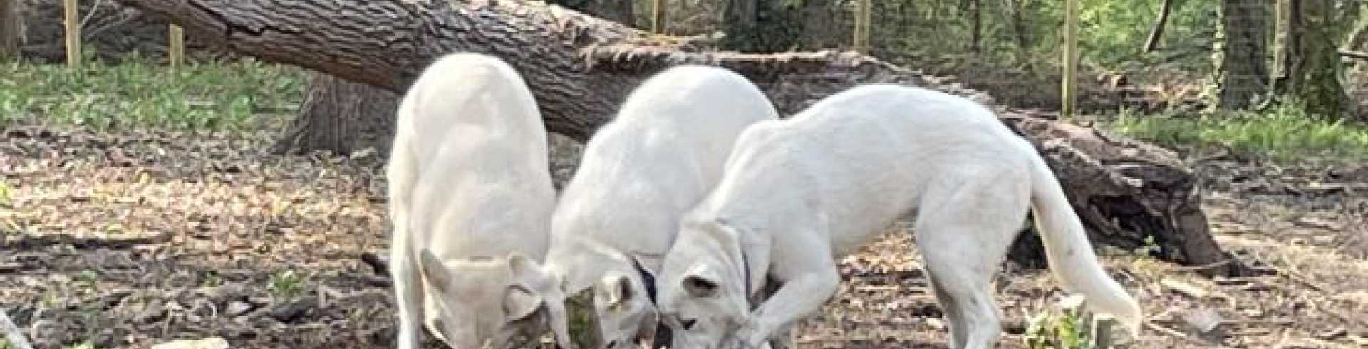 Sunnyside White Swiss Shepherds / Clarksville VA /