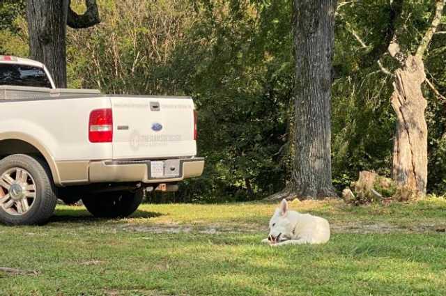 The Sunnyside Sisters Bed and Breakfast / Clarksville VA / The Puppy sitter