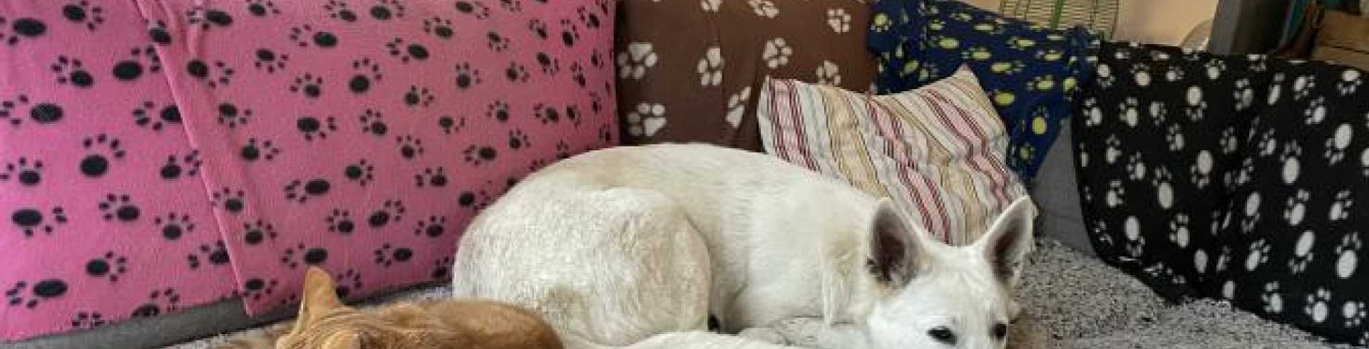 Sunnyside White Swiss Shepherds / Clarksville VA / Lazy and rainy day