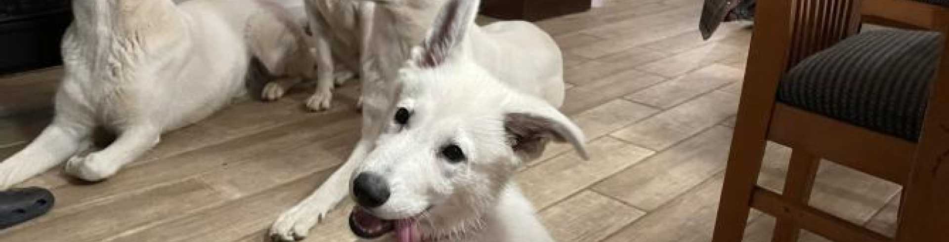 Sunnyside White Swiss Shepherds / Clarksville VA / Pack WSS