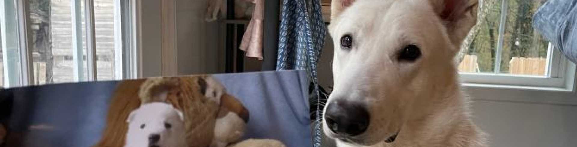 Sunnyside White Swiss Shepherds / Clarksville VA /