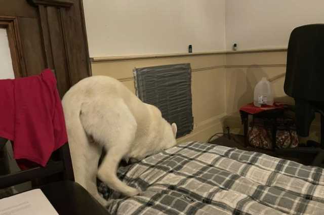 The Sunnyside Sisters Bed and Breakfast / Clarksville VA / King and queen and the King’s ‘fool’