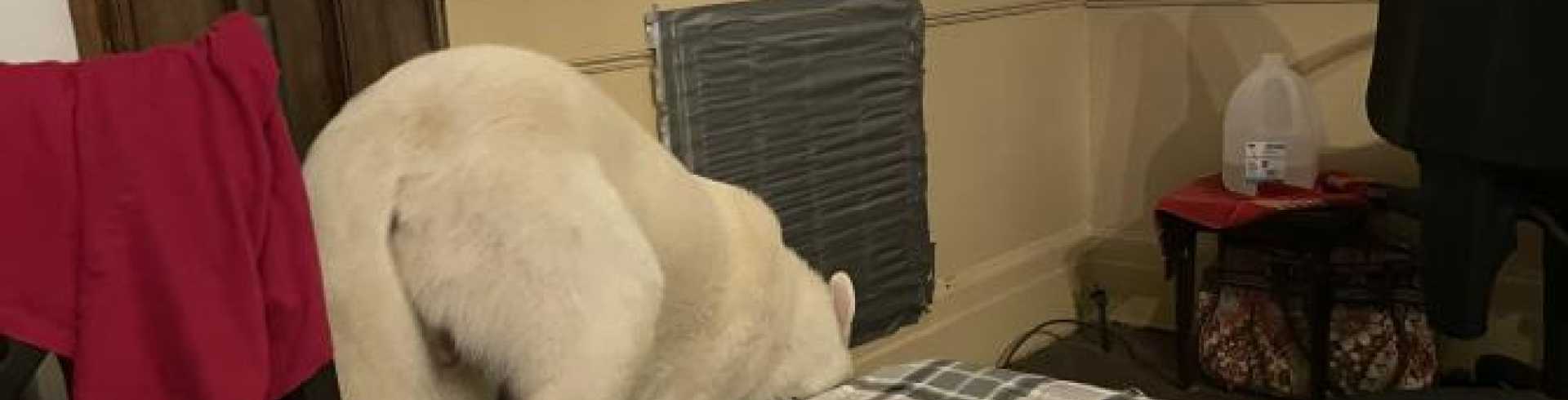 Sunnyside White Swiss Shepherds / Clarksville VA / King and queen and the King’s ‘fool’