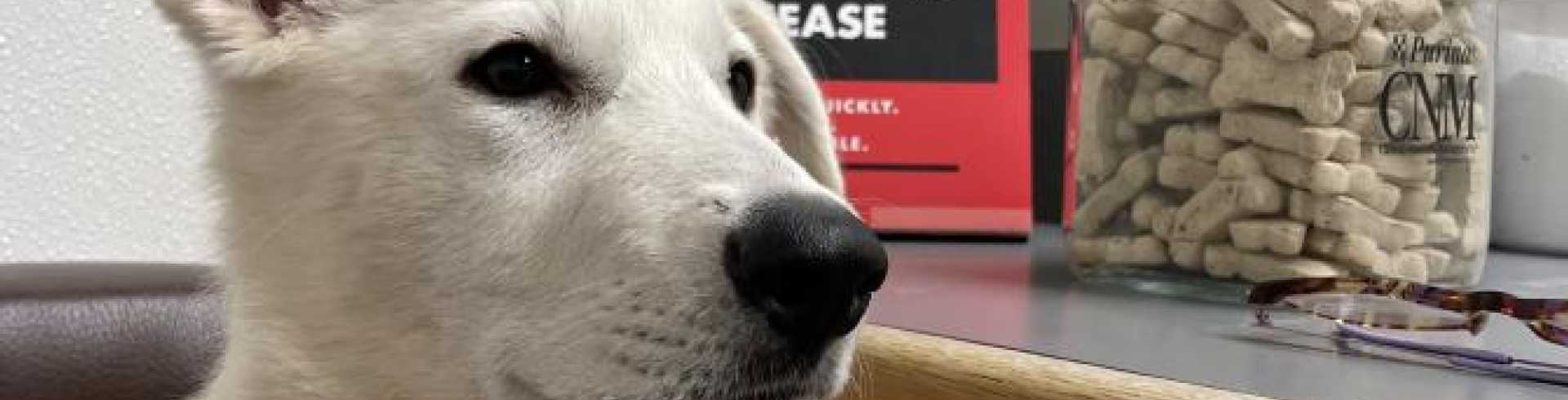 Sunnyside White Swiss Shepherds / Clarksville VA /