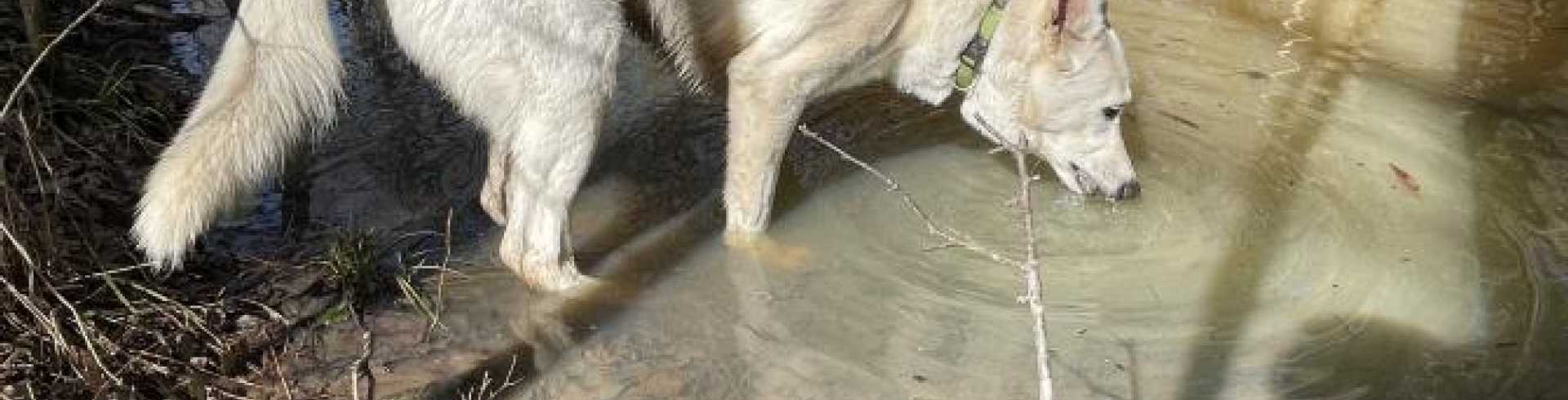 Sunnyside White Swiss Shepherds / Clarksville VA /