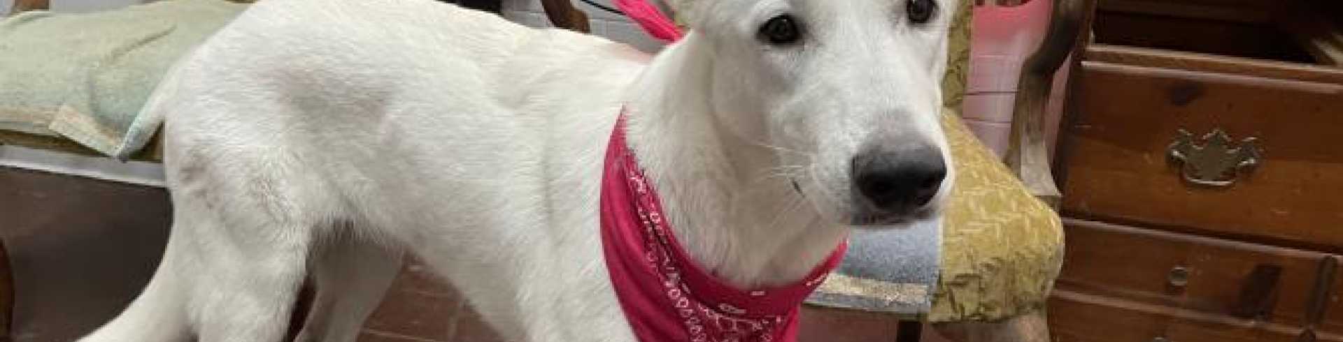 Sunnyside White Swiss Shepherds / Clarksville VA /