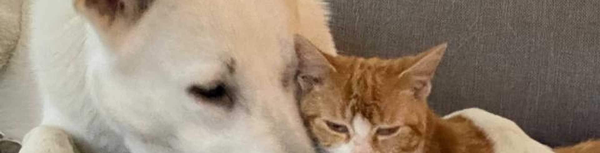 Sunnyside White Swiss Shepherds / Clarksville VA /