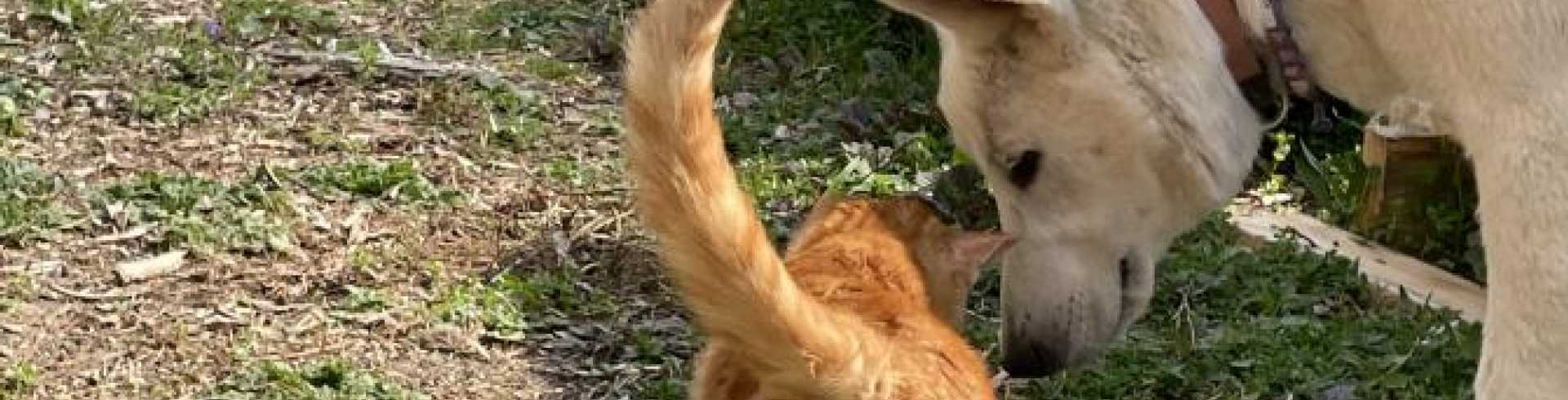 Sunnyside White Swiss Shepherds / Clarksville VA /