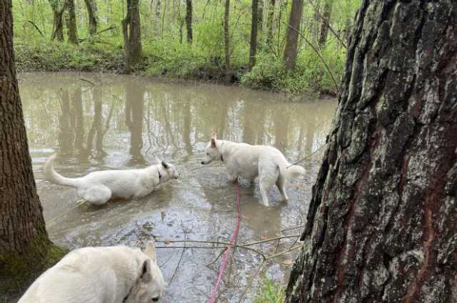 The Sunnyside Sisters Bed and Breakfast / Clarksville VA / Having fun in the Pond