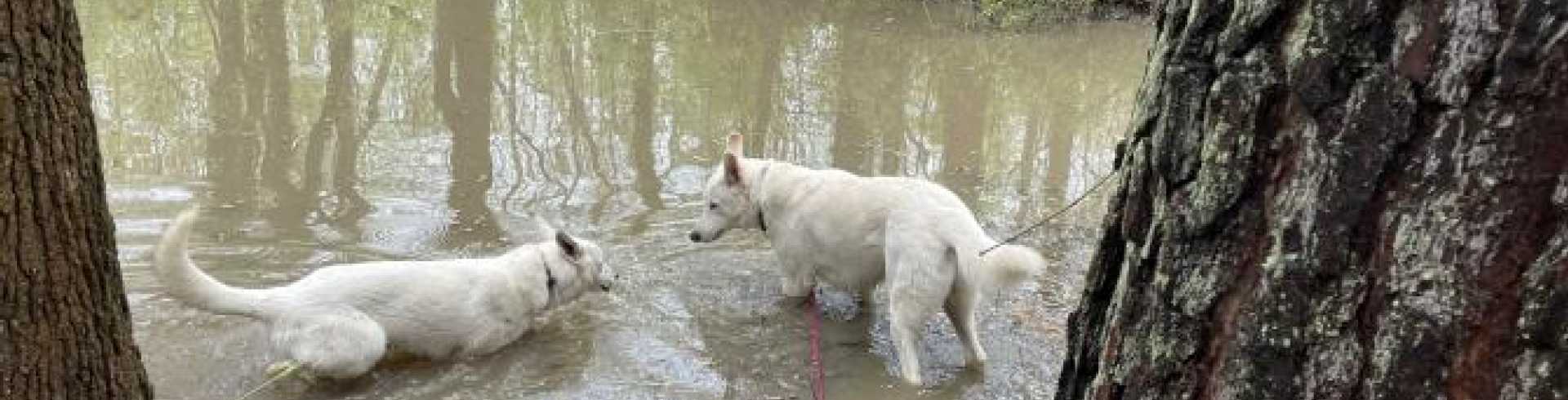 Sunnyside White Swiss Shepherds / Clarksville VA / Having fun in the Pond