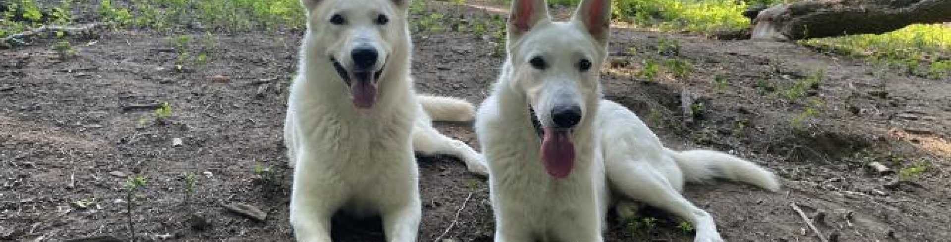 Sunnyside White Swiss Shepherds / Clarksville VA / Training 2.0