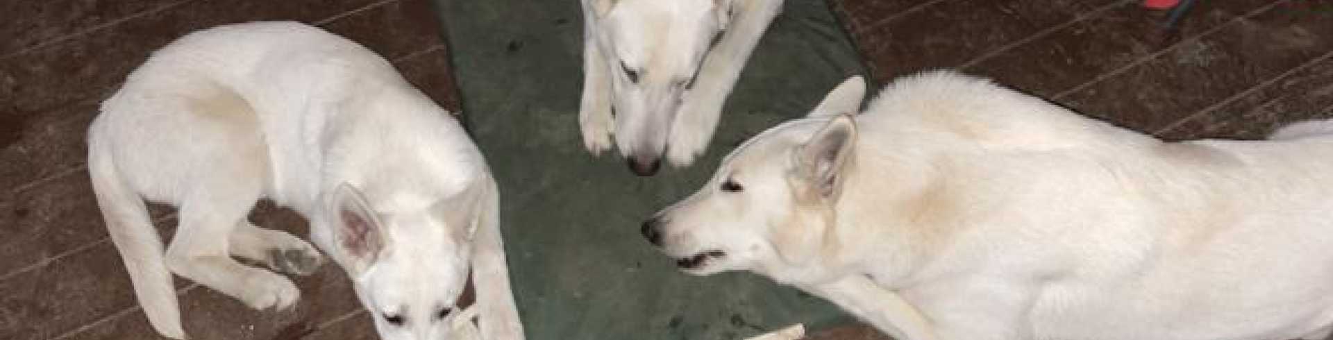 Sunnyside White Swiss Shepherds / Clarksville VA /