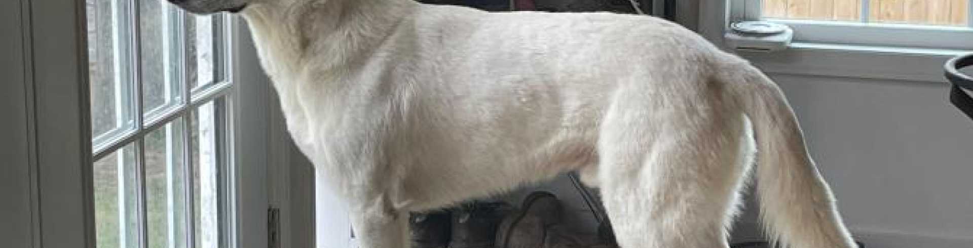 Sunnyside White Swiss Shepherds / Clarksville VA / Keeping watch