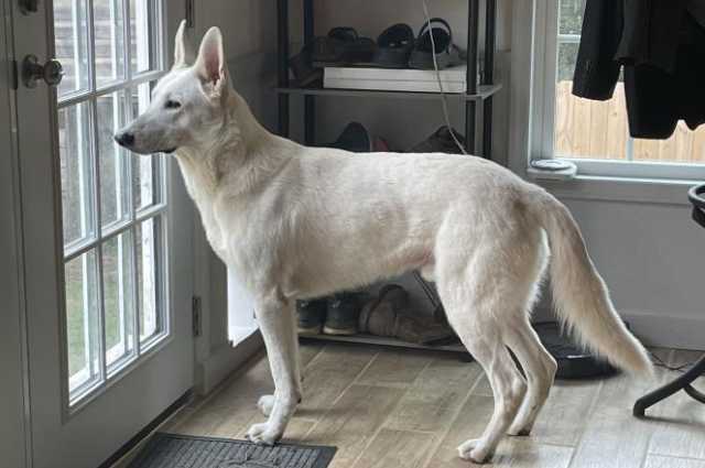 The Sunnyside Sisters Bed and Breakfast / Clarksville VA / Keeping watch