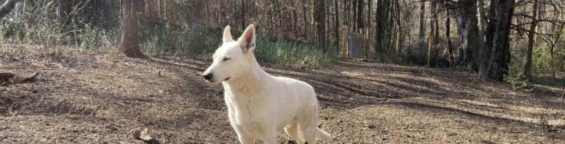 Sunnyside White Swiss Shepherds / Clarksville VA / Handsome Mojo